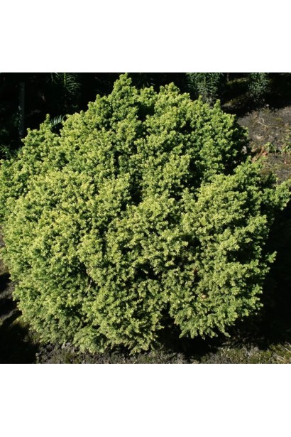 Cryptomeria  ’Vilmorin Gold’